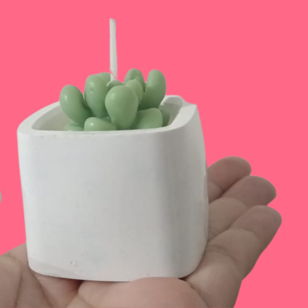 Mini Suculenta